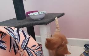 Kittens Play Fight With Each Other to Reach Food - Animals - VIDEOTIME.COM