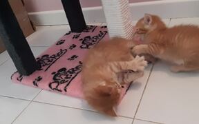 Kittens Play Fight With Each Other to Reach Food - Animals - VIDEOTIME.COM