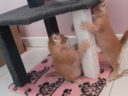 Kittens Play Fight With Each Other to Reach Food