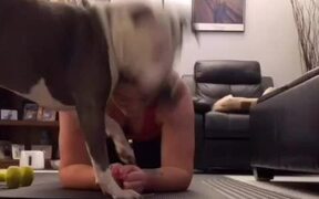 Pet Dog Interrupts Woman’s Exercise Routine - Animals - VIDEOTIME.COM