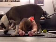 Pet Dog Interrupts Woman’s Exercise Routine