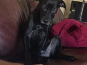 Attention-Seeking Dog Keeps Asking For Chest Rubs