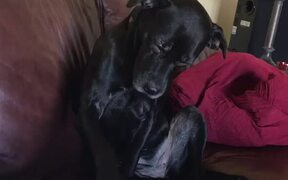 Attention-Seeking Dog Keeps Asking For Chest Rubs - Animals - VIDEOTIME.COM