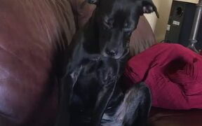 Attention-Seeking Dog Keeps Asking For Chest Rubs - Animals - VIDEOTIME.COM