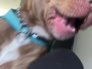 Dog Gives Shocked Reaction