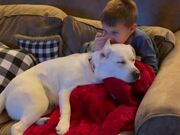 Kid Enjoys Velvet Dog Ears While Relaxing On Sofa