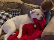 Kid Enjoys Velvet Dog Ears While Relaxing On Sofa