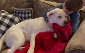 Kid Enjoys Velvet Dog Ears While Relaxing On Sofa - Animals - VIDEOTIME.COM