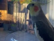 Lively Cockatiel Kicks Off Sunday With A Singing