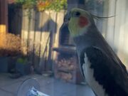 Lively Cockatiel Kicks Off Sunday With A Singing