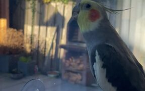 Lively Cockatiel Kicks Off Sunday With A Singing - Animals - VIDEOTIME.COM