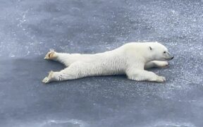 Bear Is Too Careful While Moving Over Thin Ice