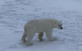 Bear Is Too Careful While Moving Over Thin Ice