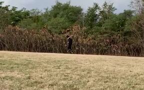 Dog Falls While Attempting to Catch Ball - Animals - VIDEOTIME.COM