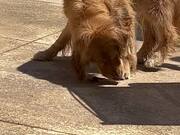 Golden Retriever Plays With Worm
