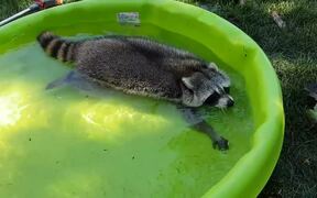 Raccoon Enjoys Swimming Around In Kiddie Pool - Animals - VIDEOTIME.COM