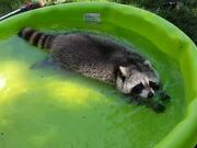 Raccoon Enjoys Swimming Around In Kiddie Pool