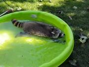 Raccoon Enjoys Swimming Around In Kiddie Pool