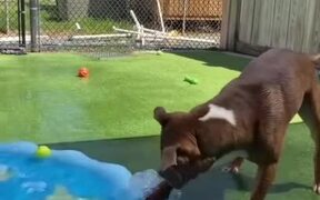 Dog Plays With Water Sprinkler - Animals - VIDEOTIME.COM