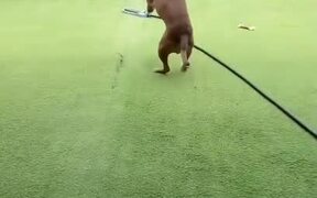 Dog Plays With Water Sprinkler