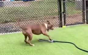Dog Plays With Water Sprinkler