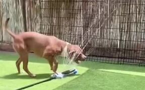 Dog Plays With Water Sprinkler - Animals - Videotime.com