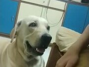 Dog Asks For More Scratches - Animals - Y8.COM