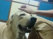 Dog Asks For More Scratches