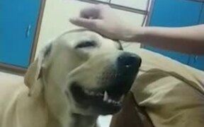 Dog Asks For More Scratches - Animals - VIDEOTIME.COM