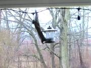 Squirrel Tries to Steal Food From Birdfeeder