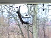 Squirrel Tries to Steal Food From Birdfeeder