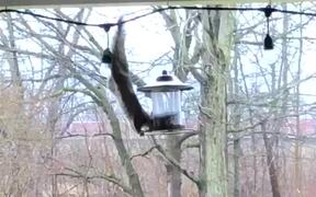 Squirrel Tries to Steal Food From Birdfeeder - Animals - VIDEOTIME.COM