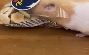 Hamster Stuffs Crackers Into Mouth And Runs - Animals - VIDEOTIME.COM