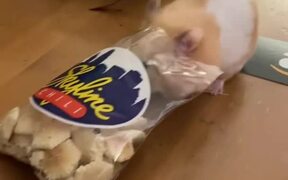 Hamster Stuffs Crackers Into Mouth And Runs - Animals - VIDEOTIME.COM