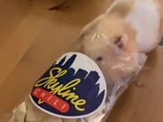 Hamster Stuffs Crackers Into Mouth And Runs