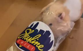 Hamster Stuffs Crackers Into Mouth And Runs