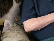 Cat Pushes Man out of Chair