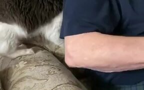 Cat Pushes Man out of Chair - Animals - VIDEOTIME.COM