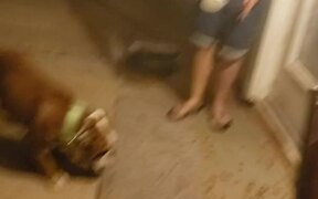 Uncle Scares Girl While She Feeds Dog - Fun - VIDEOTIME.COM