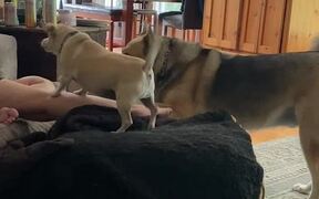 Dogs Pause & Look at Man as He Says Peanut Butter - Animals - VIDEOTIME.COM