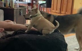 Dogs Pause & Look at Man as He Says Peanut Butter - Animals - VIDEOTIME.COM