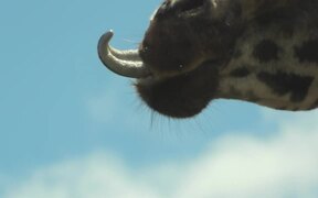 Giraffe Plays Around With Leaf Stem in Its Mouth - Animals - VIDEOTIME.COM