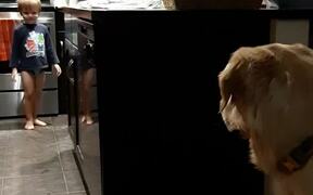 Boy Plays Hide and Seek With Golden Retriever - Animals - VIDEOTIME.COM