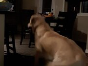 Boy Plays Hide and Seek With Golden Retriever