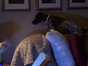 Curious Dog Tries to Attack Shadow