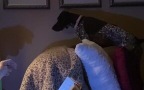 Curious Dog Tries to Attack Shadow - Animals - VIDEOTIME.COM