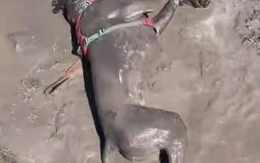 Dog Rolls in Muddy Puddle of Water - Animals - VIDEOTIME.COM