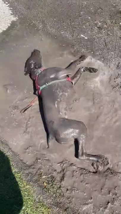 Dog Rolls in Muddy Puddle of Water