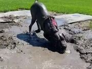 Dog Rolls in Muddy Puddle of Water