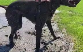 Dog Rolls in Muddy Puddle of Water - Animals - VIDEOTIME.COM